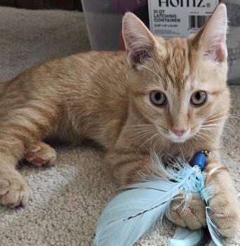 Augustus -  Domestic Short Hair Cat for Adoption in Maineville, Ohio - Augustus | PetCurious