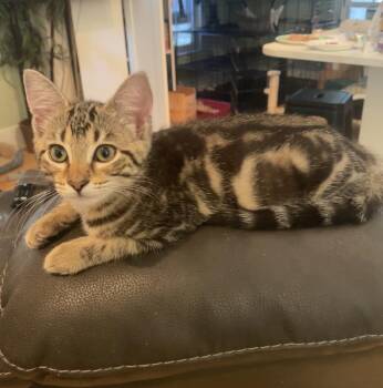 Marbelita -  Domestic Short Hair Cat for Adoption in Hudson, New Hampshire - Marbelita | PetCurious