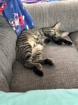 Comet -  Domestic Short Hair Cat for Adoption in Champaign, Illinois - Comet | PetCurious
