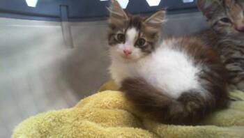 A1268035 -  Domestic Medium Hair Cat for Adoption in Charlotte, North Carolina - A1268035 | PetCurious