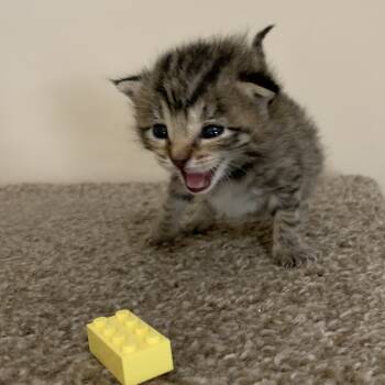 Rescue Domestic Short Hair Cats for Adoption in Huntsville, Alabama - Lego | PetCurious