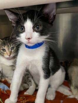 El Toro -  Domestic Short Hair Cat for Adoption in Hobart, Indiana - El Toro | PetCurious