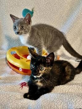 Cuddles R Us & Funny R Us Bonded -  Domestic Short Hair and Tortoiseshell Cat for Adoption in Homestead, Florida - Cuddles R Us & Funny R Us Bonded | PetCurious
