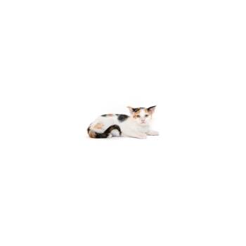 Slippers -  Domestic Short Hair Cat for Adoption in Los Angeles, California - Slippers | PetCurious