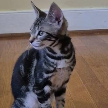 Mango Lassi -  Domestic Short Hair Cat for Adoption in Richmond, Virginia - Mango Lassi | PetCurious