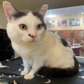 Jethro -  Domestic Short Hair Cat for Adoption in Rochester, Minnesota - Jethro | PetCurious
