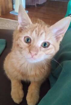 Domestic Short Hair Cats Available for Adoption - Ariella | PetCurious