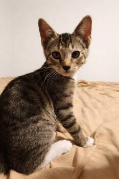 Tabby Cats Available for Adoption - Salvadore | PetCurious