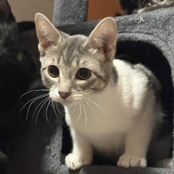 Chungus -  Domestic Short Hair Cat for Adoption in Springfield, Oregon - Chungus | PetCurious