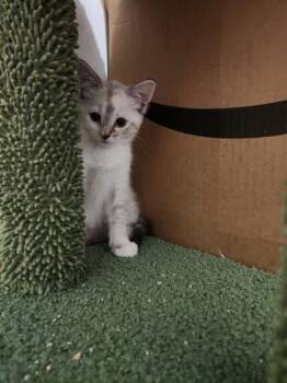 Selene Dion Stephens -  Domestic Short Hair Cat Available for Adoption in Wilmington Island, Georgia - Selene Dion Stephens | PetCurious