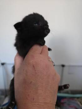 Domestic Short Hair Cats Available for Adoption in Johnson City, Tennessee - Tsuki | PetCurious