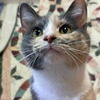 Domestic Short Hair Cats Available for Adoption in Bedford, New Hampshire - Indigo | PetCurious