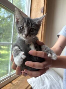 Dandelion Woodville -  Extra Toes Cat Hemingway Polydactyl and Tabby Cat for Adoption in Friendswood, Texas - Dandelion Woodville | PetCurious