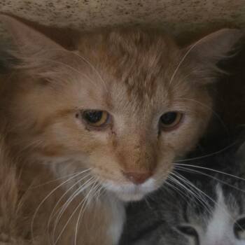 Domestic Long Hair Cats Available for Adoption in West Olive, Michigan - Baby Brezza (Barn Cat) | PetCurious