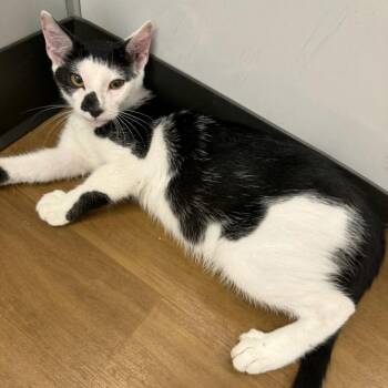 Morgan -  Domestic Short Hair Cat for Adoption in Beaumont, Texas - Morgan | PetCurious