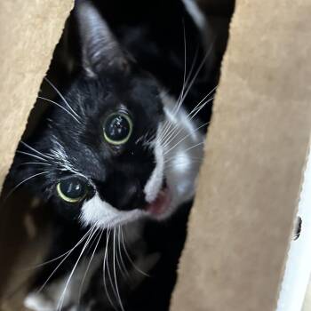 Flasha -  Domestic Short Hair Cat for Adoption in Newark, New Jersey - Flasha | PetCurious