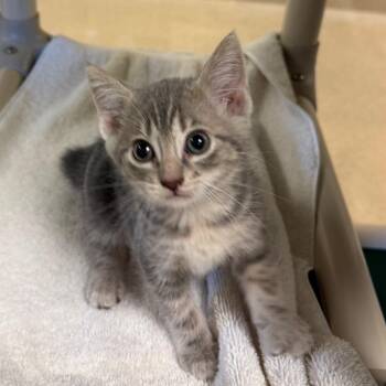 Monstera -  Domestic Short Hair Cat for Adoption in Bristol, Indiana - Monstera | PetCurious