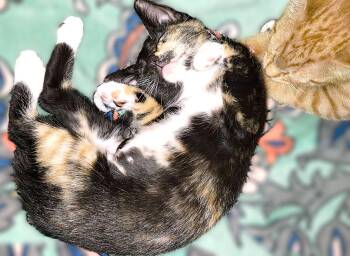Calico and Tortoiseshell Cats Available for Adoption in Fort Myers, Florida - Marble | PetCurious