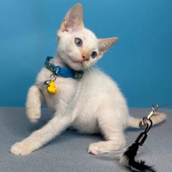Oliver -  Siamese Cat for Adoption in San Antonio, Texas - Oliver | PetCurious