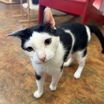 Goofy -  Domestic Short Hair Cat for Adoption in Miami Beach, Florida - Goofy | PetCurious