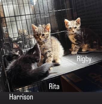 Rigby -  Tabby Cat for Adoption in Gardena, California - Rigby | PetCurious