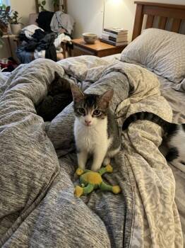 Harry -  Domestic Short Hair Cat for Adoption in Antioch, California - Harry | PetCurious