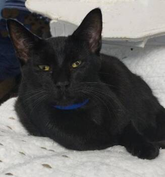 Domestic Short Hair Cats Available for Adoption - Coal - PSP | PetCurious