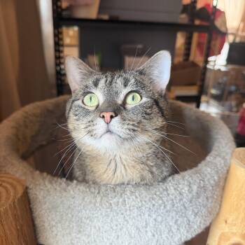 Domestic Short Hair Cats Available for Adoption in Hudson, New York - Baker | PetCurious