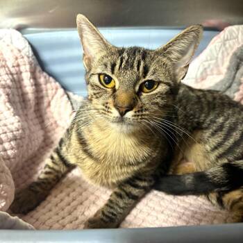 Dovetail -  Domestic Short Hair Cat for Adoption in Fort Lauderdale, Florida - Dovetail | PetCurious