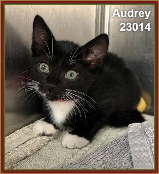 AUDREY (see littermates) -  Domestic Short Hair Cat for Adoption in Marietta, Georgia - AUDREY (see Littermates) | PetCurious