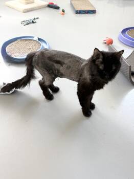 Finale -  Domestic Long Hair Cat for Adoption in Big Rapids, Michigan - Finale | PetCurious