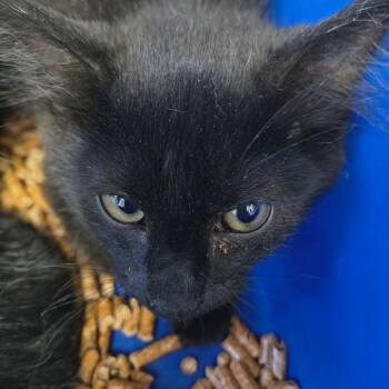 Kerfuffle -  Domestic Short Hair Cat for Adoption in Moses Lake, Washington - Kerfuffle | PetCurious