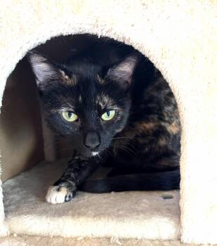 Tori -  Tortoiseshell Cat for Adoption in Wayne, New Jersey - Tori | PetCurious