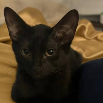Chippy -  Domestic Short Hair Cat for Adoption in Scottsdale, Arizona - Chippy | PetCurious