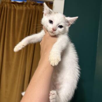 Pinata -  Domestic Short Hair and Siamese Cat for Adoption in Granville, Ohio - Pinata | PetCurious