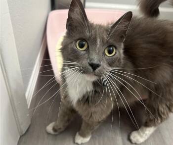 Rescue Domestic Long Hair Cats for Adoption in Huntington Beach, California - Pine Sol | PetCurious