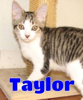 5482 Taylor -  Domestic Short Hair Cat for Adoption in Lawrenceburg, Kentucky - 5482 Taylor | PetCurious