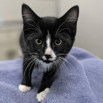 Lizard -  Domestic Short Hair Cat for Adoption in Medford, Oregon - Lizard | PetCurious