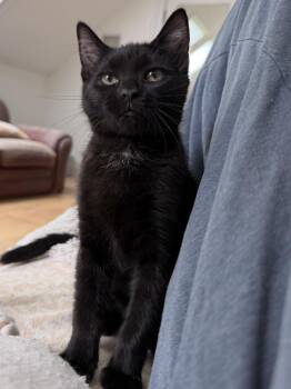 Teletubbies:  Dipsy -  Domestic Short Hair Cat for Adoption - Teletubbies:  Dipsy | PetCurious
