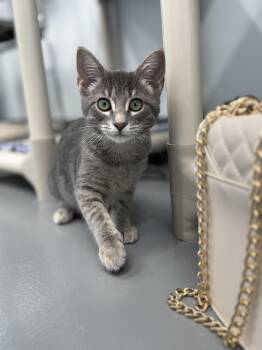 Domestic Short Hair Cats Available for Adoption in Kalamazoo, Michigan - Papaya | PetCurious
