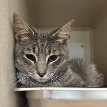 Mr. Darcy -  Domestic Short Hair Cat for Adoption in Gloucester, Virginia - Mr. Darcy | PetCurious