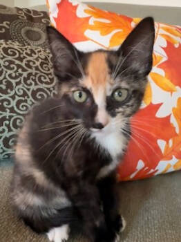 Rescue Domestic Short Hair Cats for Adoption in Prosper, Texas - Mae | PetCurious