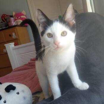 Rescue Domestic Short Hair Cats for Adoption in Los Angeles, California - Hershey | PetCurious