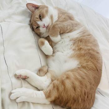 Domestic Short Hair Cats Available for Adoption in Weehawken Township, New Jersey - Simba | PetCurious