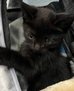 Tarmac -  Domestic Short Hair Cat for Adoption - Tarmac | PetCurious