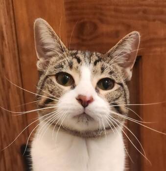 Rescue Domestic Short Hair Cats for Adoption in Oklahoma City, Oklahoma - Shemp | PetCurious