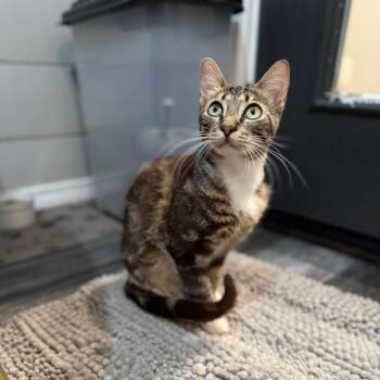 Rescue Domestic Short Hair Cats for Adoption in Port Neches, Texas - Raider | PetCurious