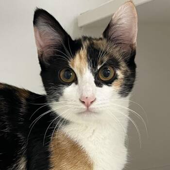 Club -  Domestic Short Hair Cat for Adoption in Reno, Nevada - Club | PetCurious