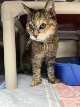 Rescue Domestic Short Hair Cats for Adoption in Montreal, Quebec - Beurre (Princesse Martini) | PetCurious