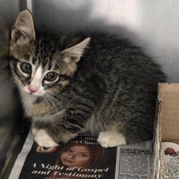 Wasabi -  Domestic Short Hair Cat for Adoption in Cheyenne, Wyoming - Wasabi | PetCurious